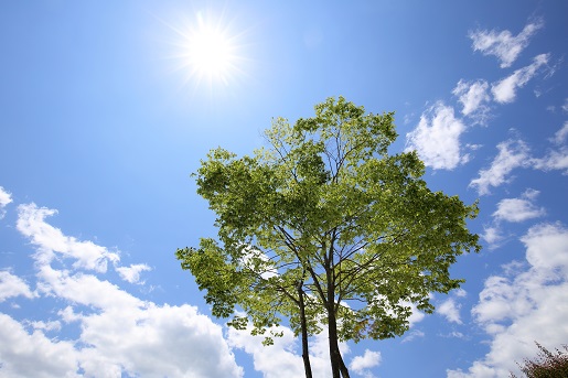 日光浴する樹木